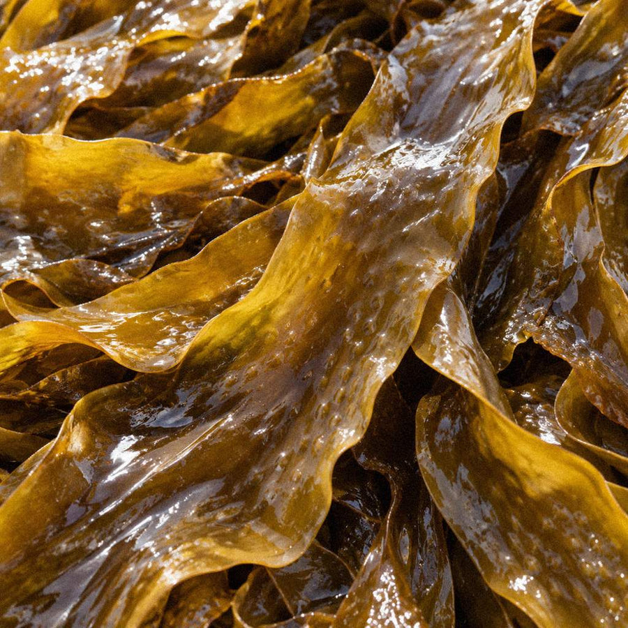 Can Irish Seaweed help in the fight against viruses?