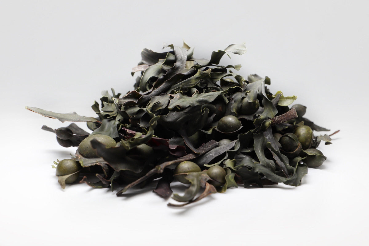 Bladderwrack