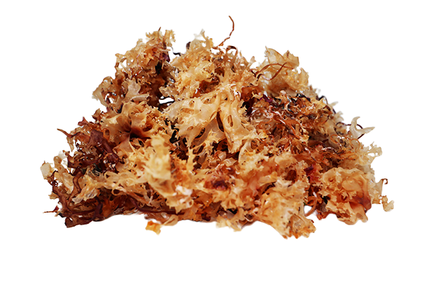 Irish Sea Moss
