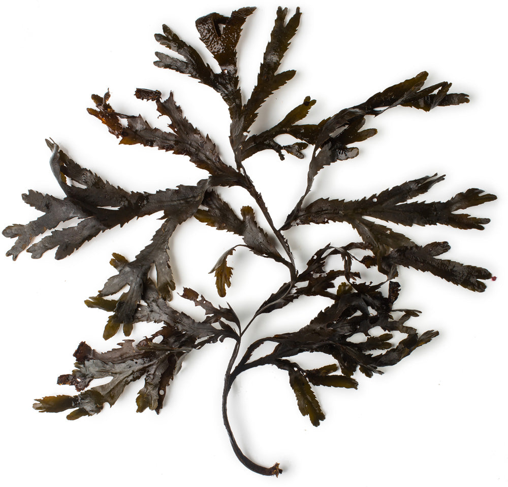Serrated Wrack