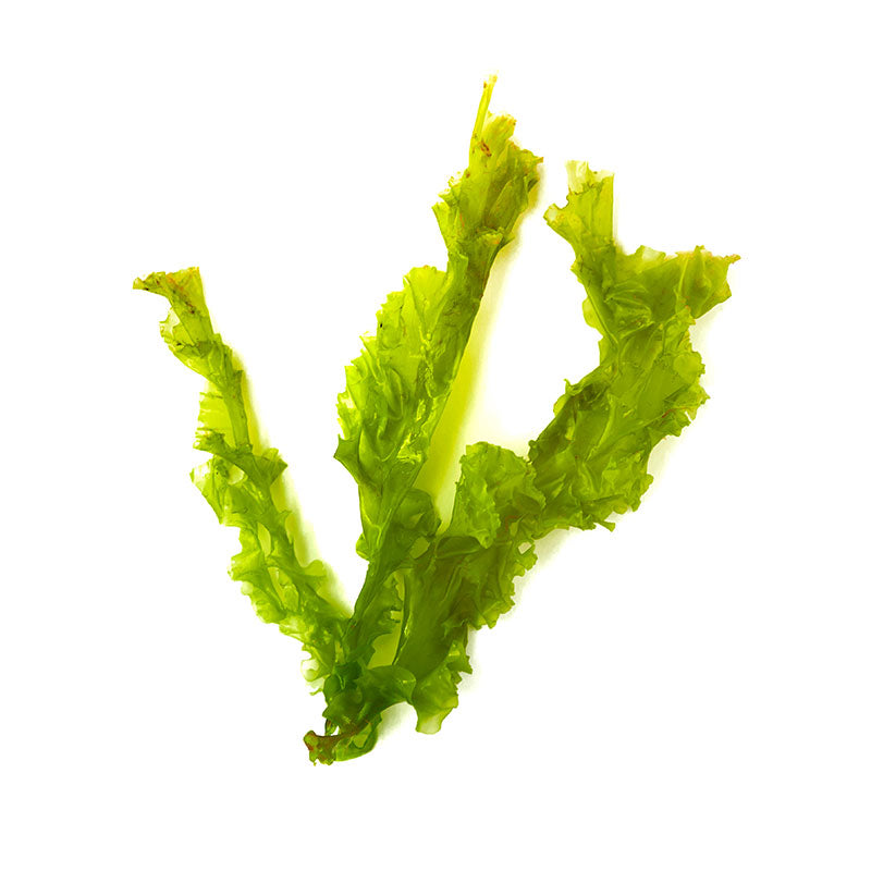 Sea Lettuce