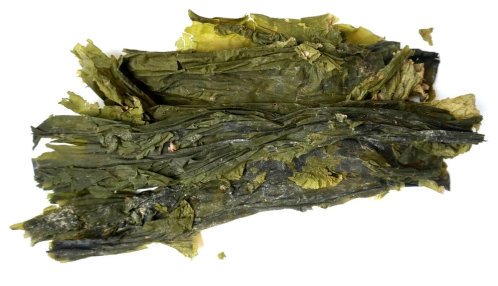 Sugar Kelp