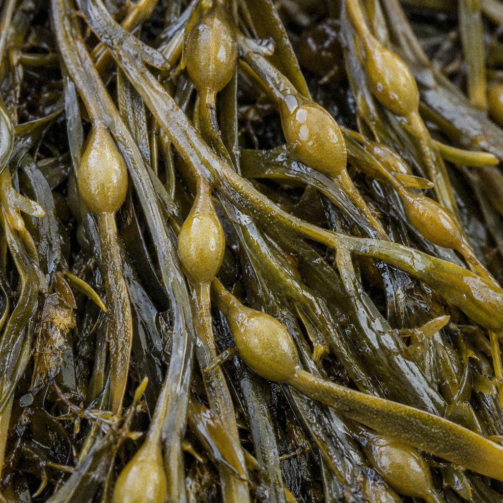 Egg Wrack